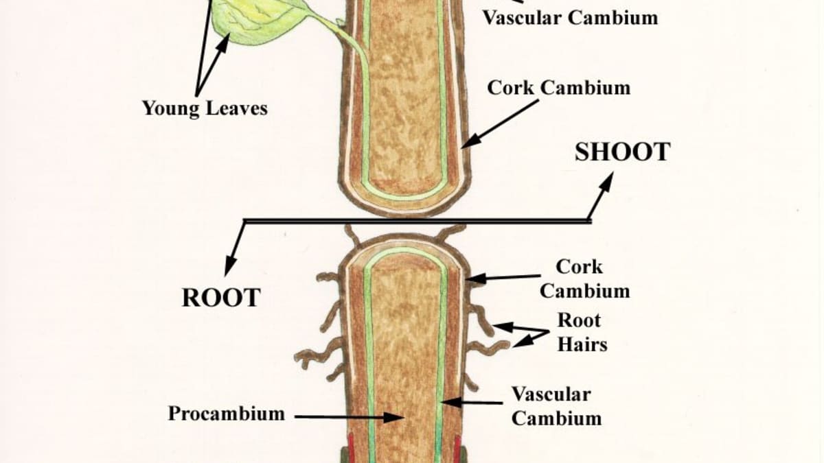Internal Structure of Root - HubPages