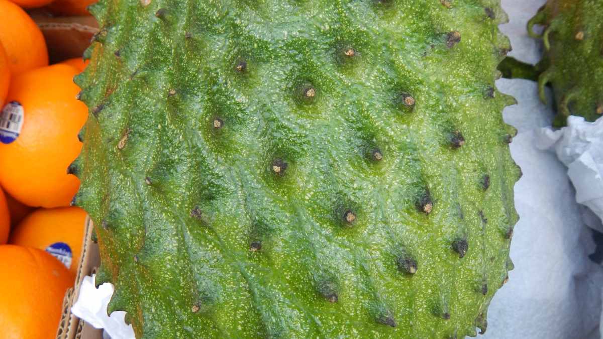 The Nutritional And Health Benefits Of Guanabana Soursop Or Graviola Hubpages