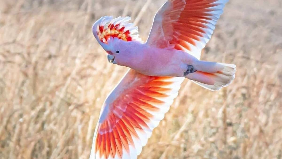 10 Most Beautiful Birds in the World! - HubPages
