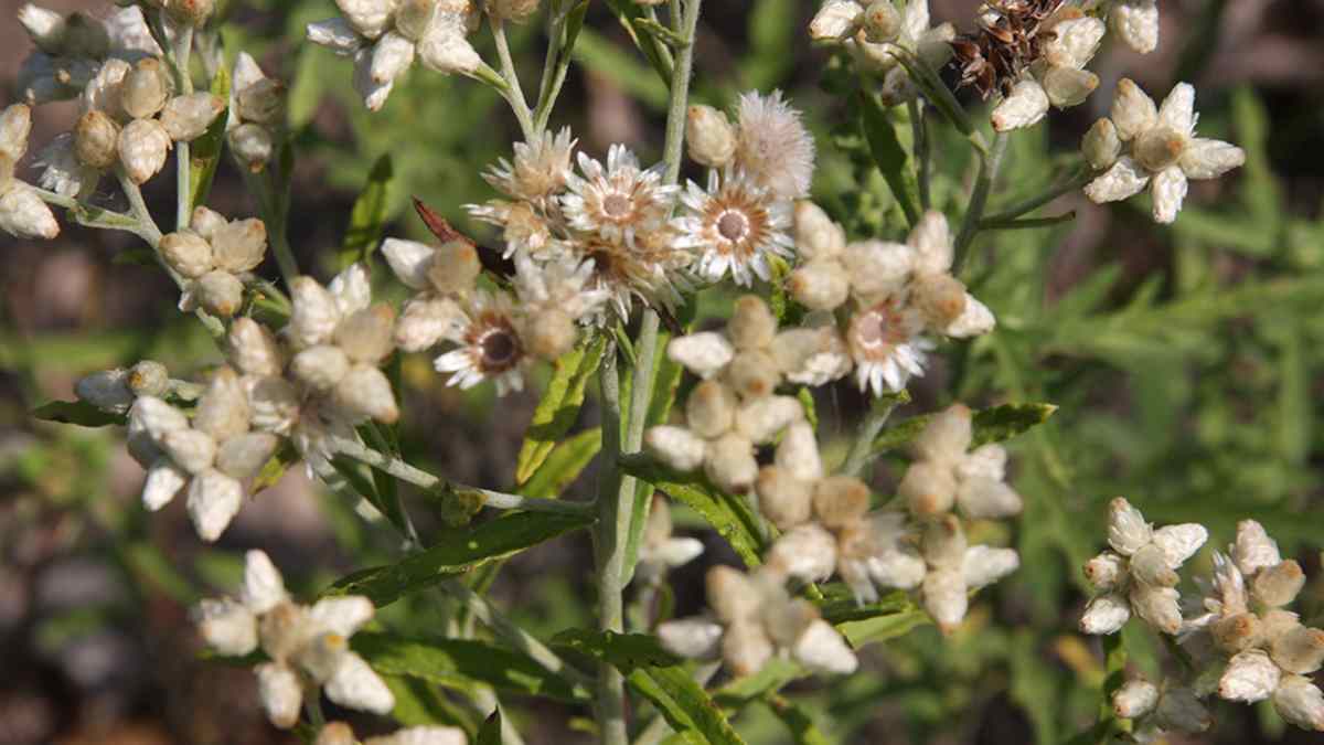 what is rabbit tobacco good for Rabbit Tobacco: a Very Unhealthy Habit