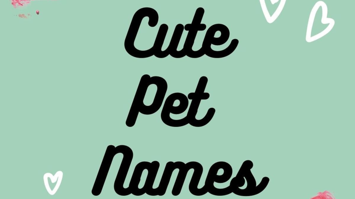 The Ultimate List of Cute Pet Names for Your Boyfriend or ...