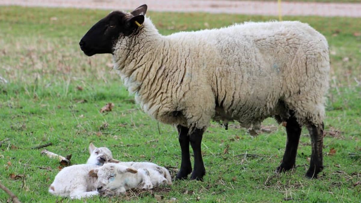 what dogs are good with sheep