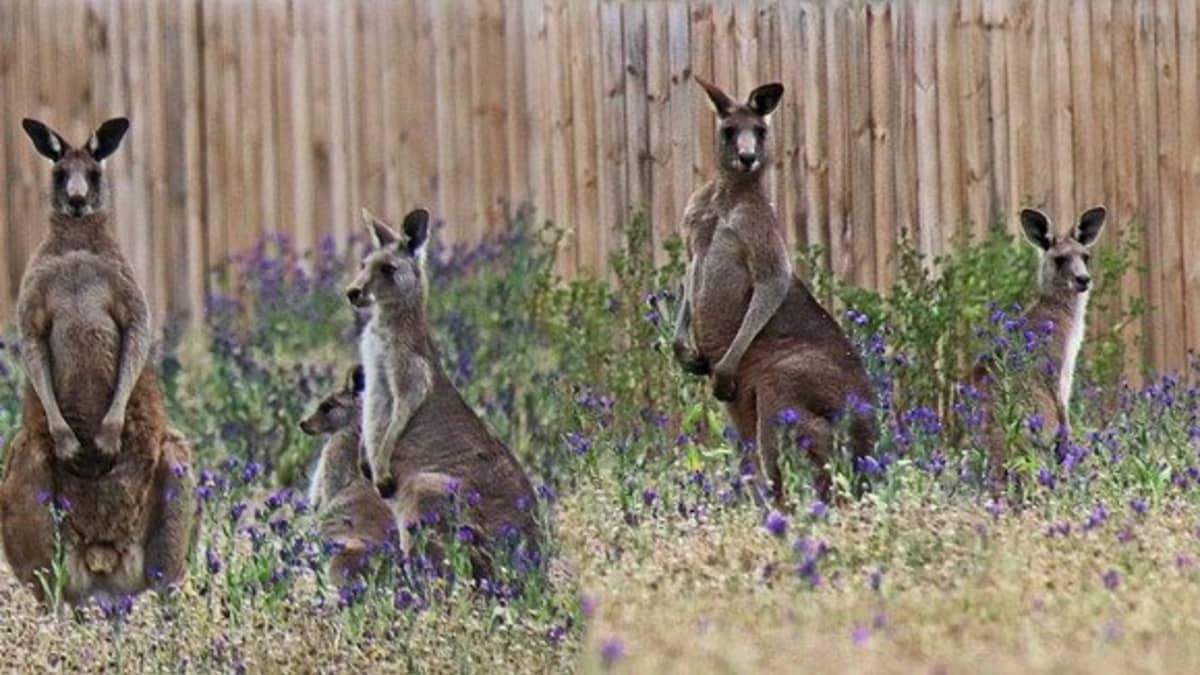 Kangaroo court