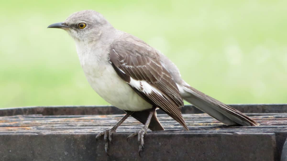 Mockingbird Song -  Australia