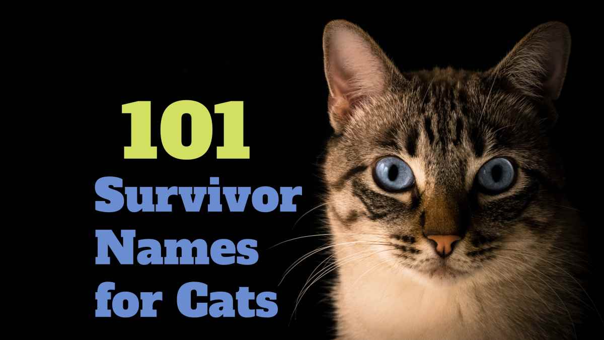 111 Survivor Names for Cats - PetHelpful