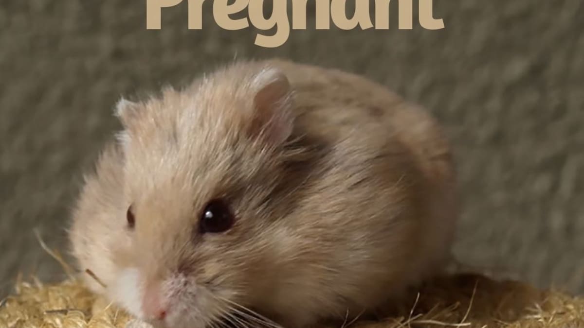 food for pregnant hamster