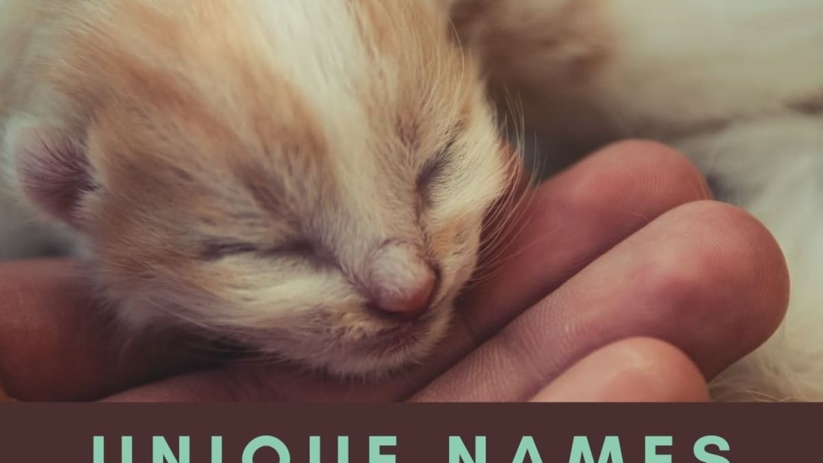 How To Choose A Unique Cat Name Pethelpful