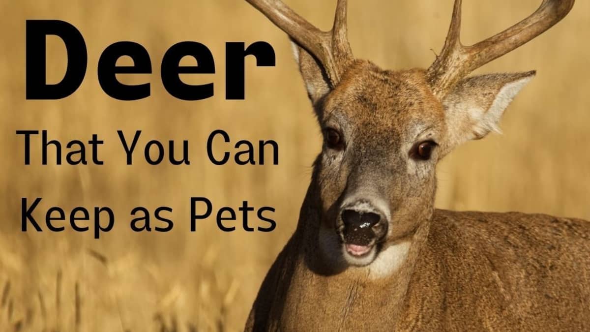 how to train dogs to run deer