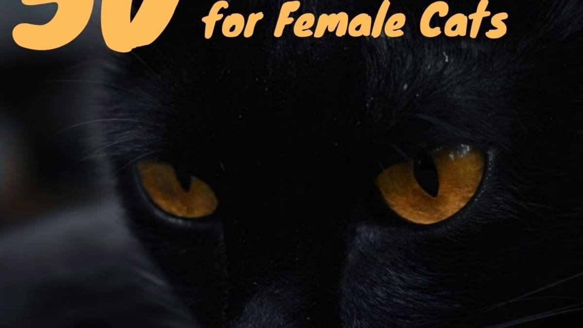 50 Badass Cat Names For Stealthy Female Cats Pethelpful