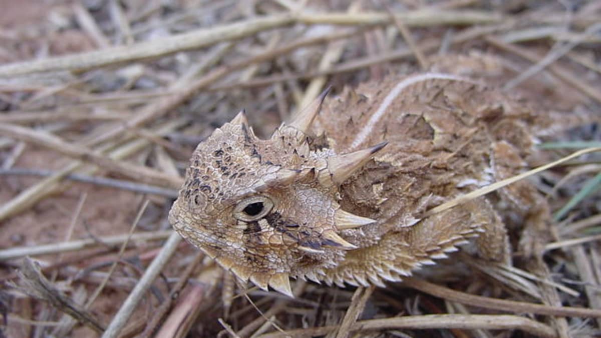 You'll Never Fish A Horny Toad The Same After Watching This… 