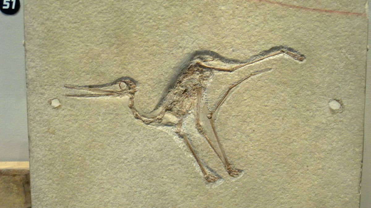 File:Pterodactyloidea indet Solnhofen.jpg - Wikimedia Commons