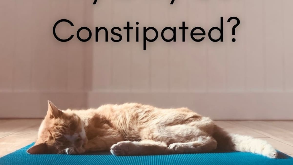 What to Do If Your Cat Is Constipated - PetHelpful