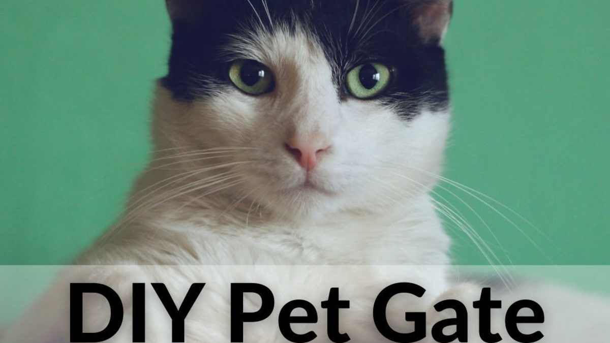 best pet gate for kittens