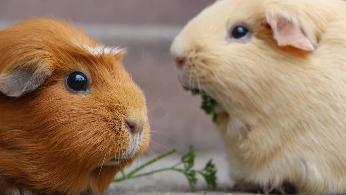 150+ Cute Guinea Pig Names: For Pairs, Colours and More - PetHelpful