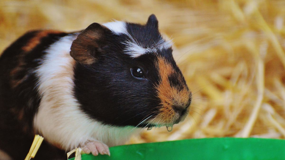 5 Common Mistakes Guinea Pig Owners Make - PetHelpful