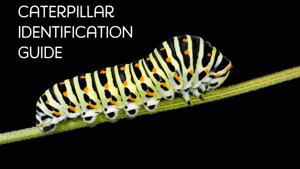 Caterpillar Identification Guide Find Your Caterpillar With Photos And Descriptions Owlcation