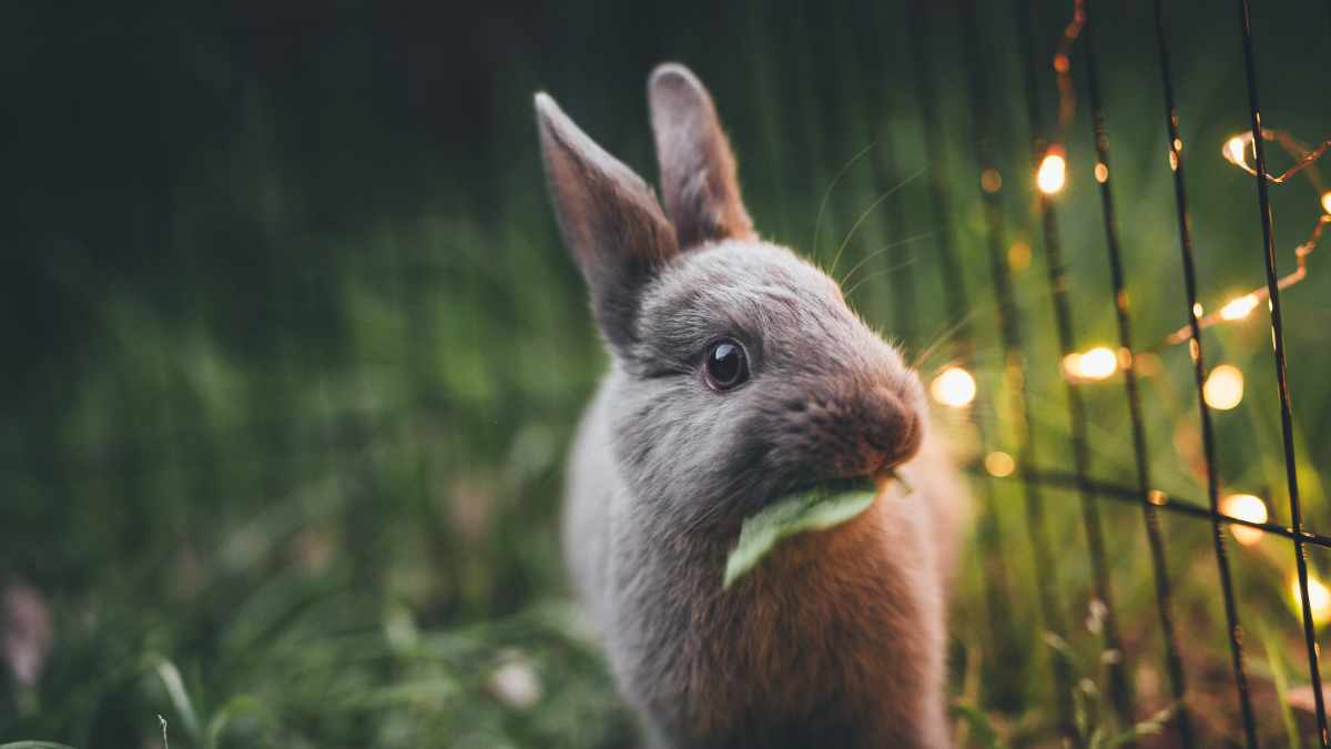 rabbit minimum cage size