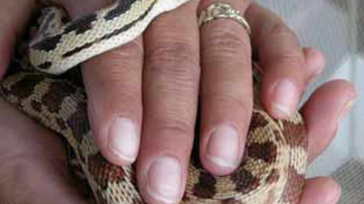 The Best Breeds of Snakes to Have as Pets - PetHelpful