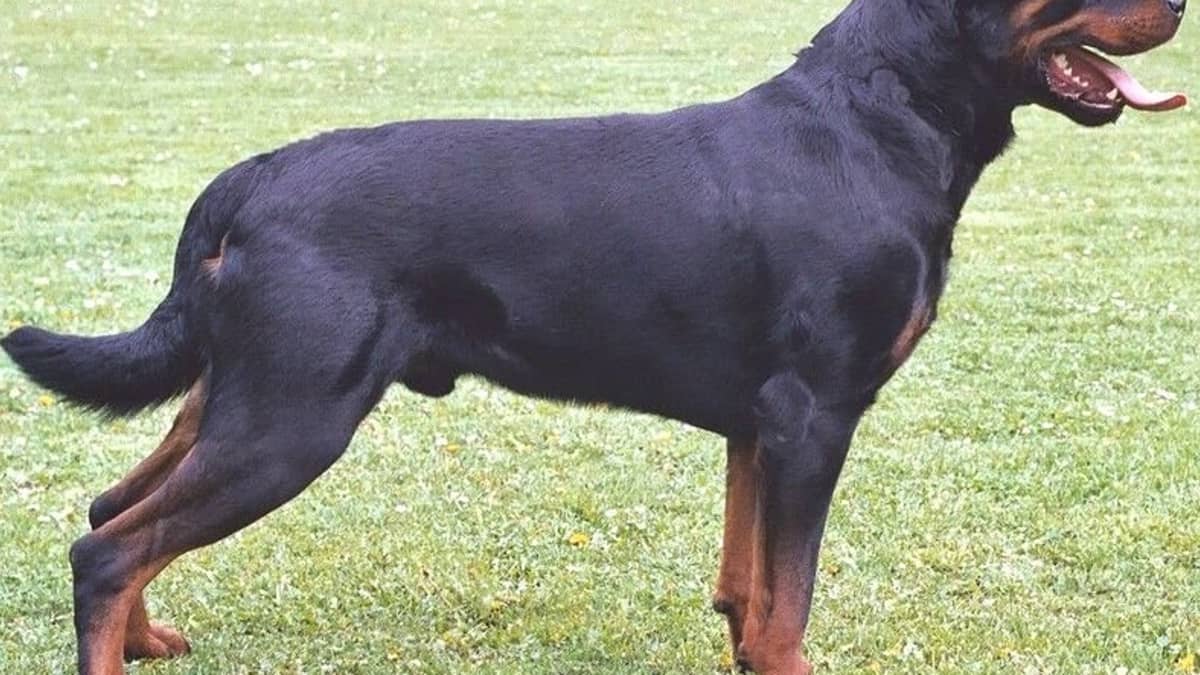 can rottweilers have their tails docked