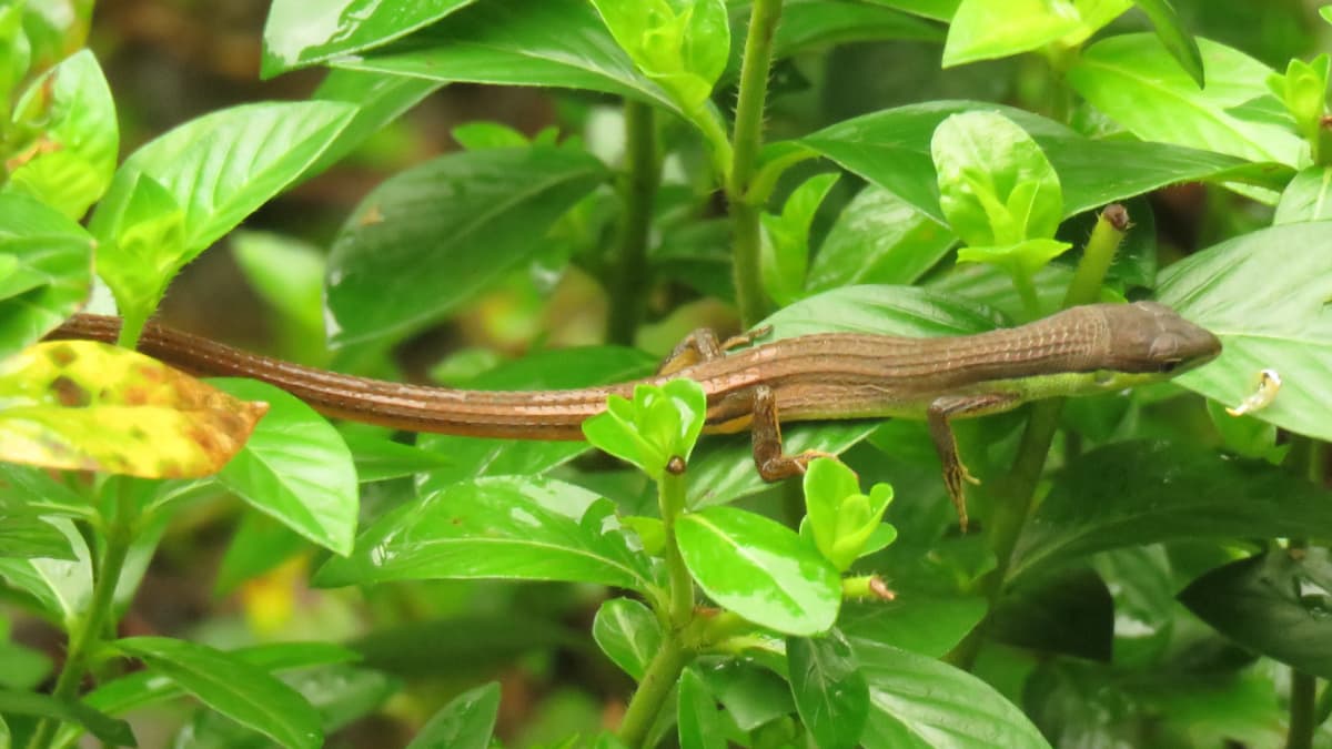 Lizards in New York - Pictures! - Growing Fruit