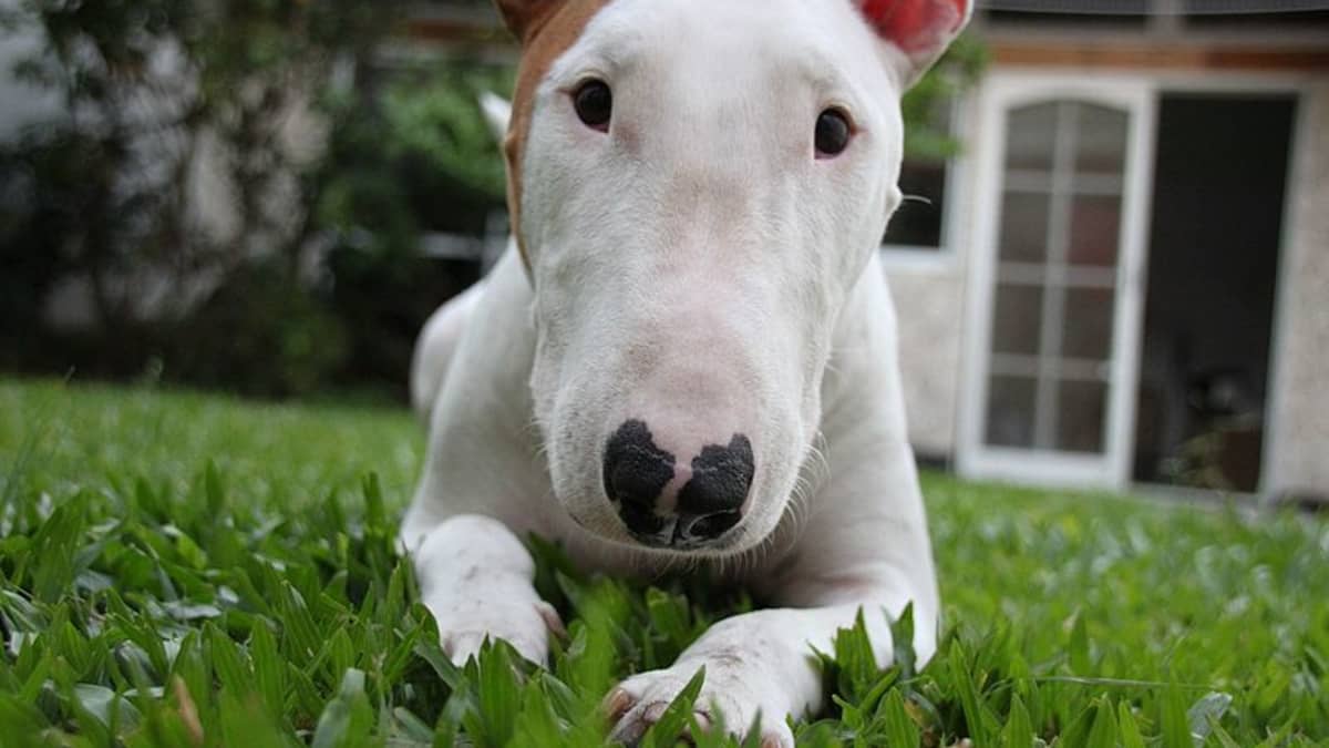 How To Buy Bull Terrier Puppies And Not Get Scammed - Pethelpful