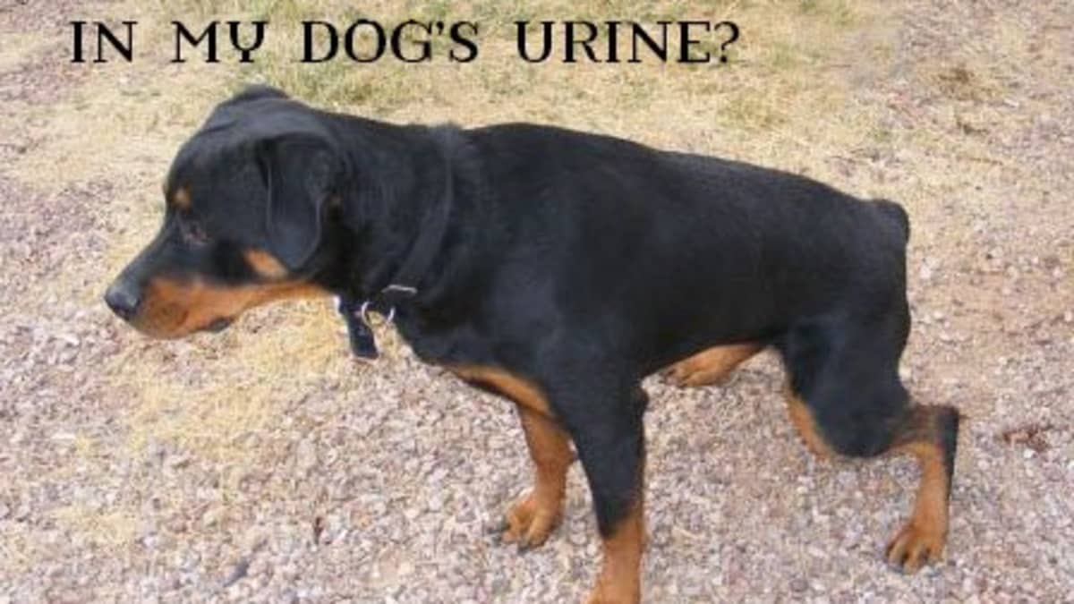 why would a dogs urine be dark yellow