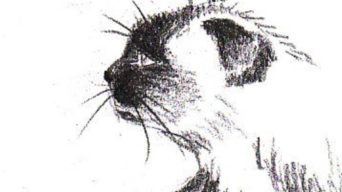 how to draw a cat sketch