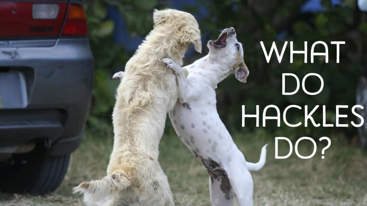 The Function of a Dog's Hackles and What Raised Hackles Mean - PetHelpful