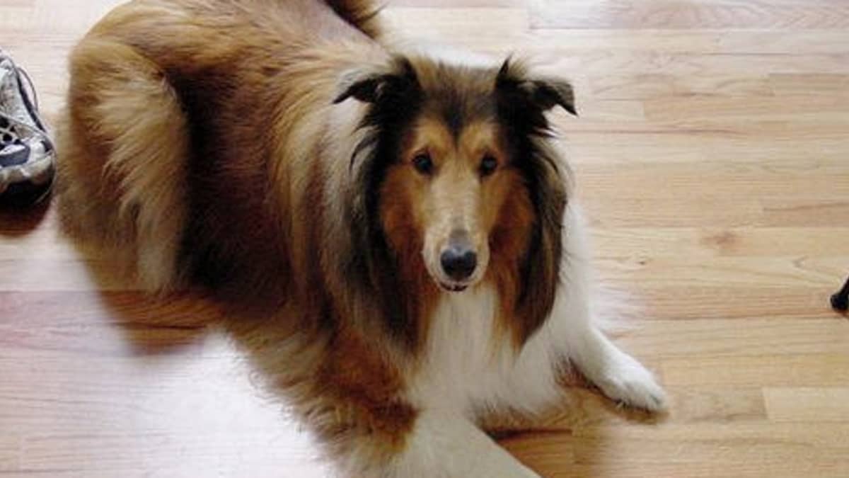 Dogs and Hardwood Floors: An Unnatural Combination – Furtropolis