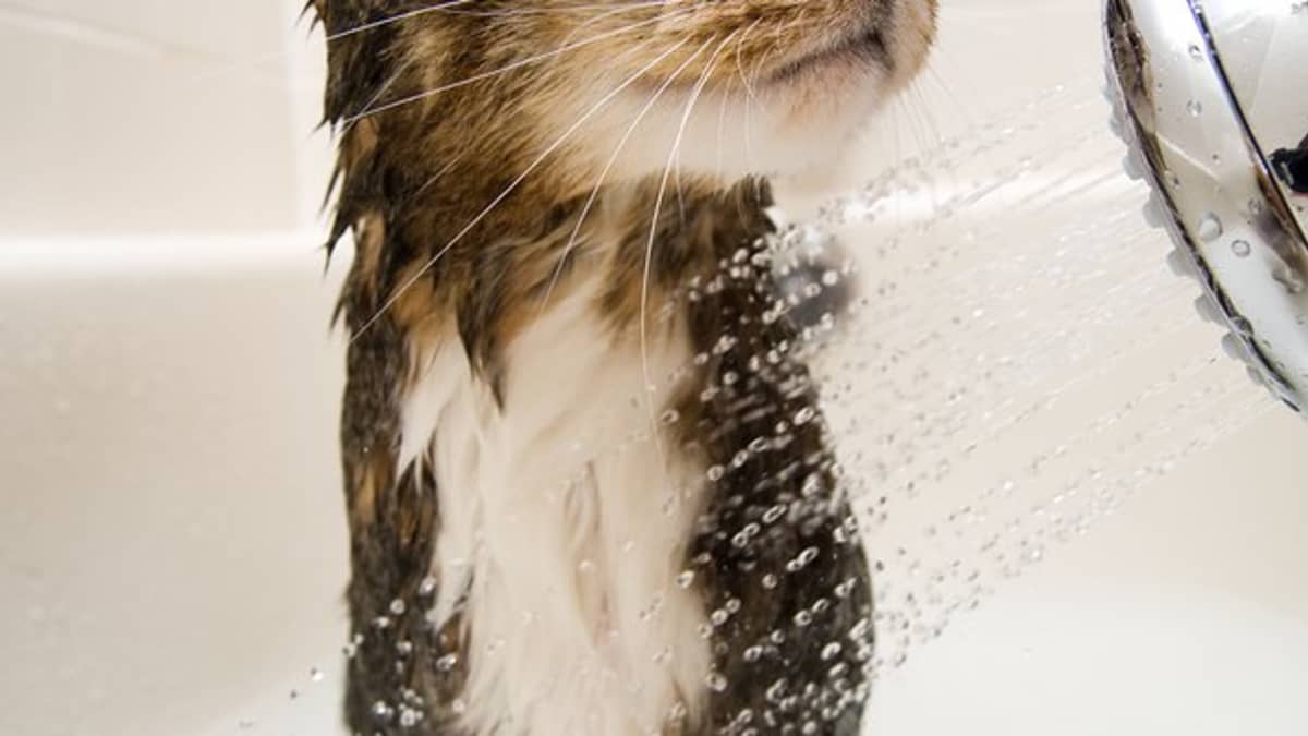 Simple Cat Bathing Tips Washing Your Cat Without Getting Clawed To Death Pethelpful