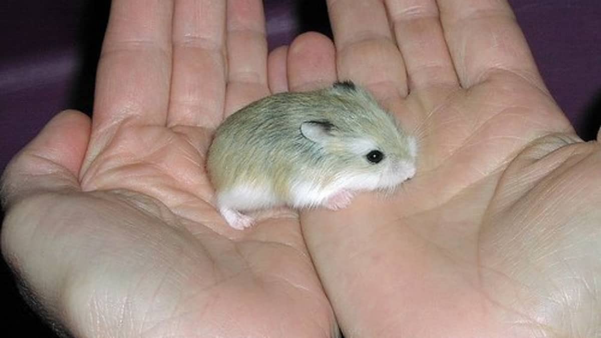 baby dwarf hamster