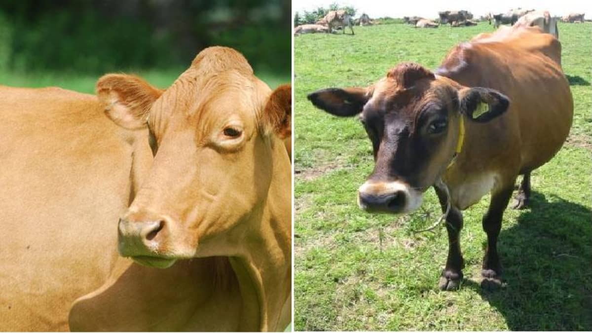Subjectief type erger maken Do Guernsey or Jersey Cows Produce Better Milk? - Delishably