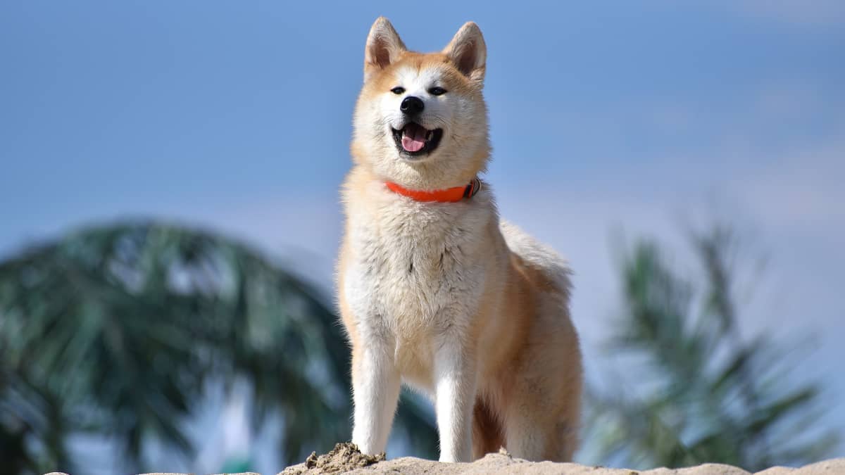 The History and Characteristics of the Akita Dog Breed - PetHelpful