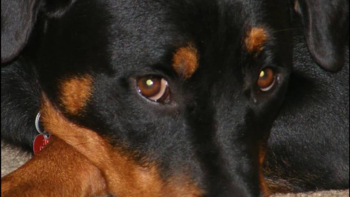 can an ear infection make a dog aggressive