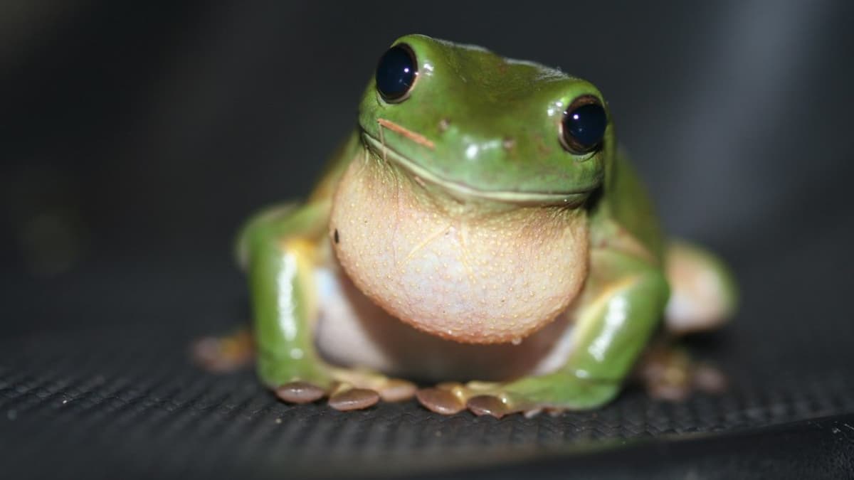 Facts About Green Tree Frogs: Things to Know Before Keeping Them as Pets -  PetHelpful