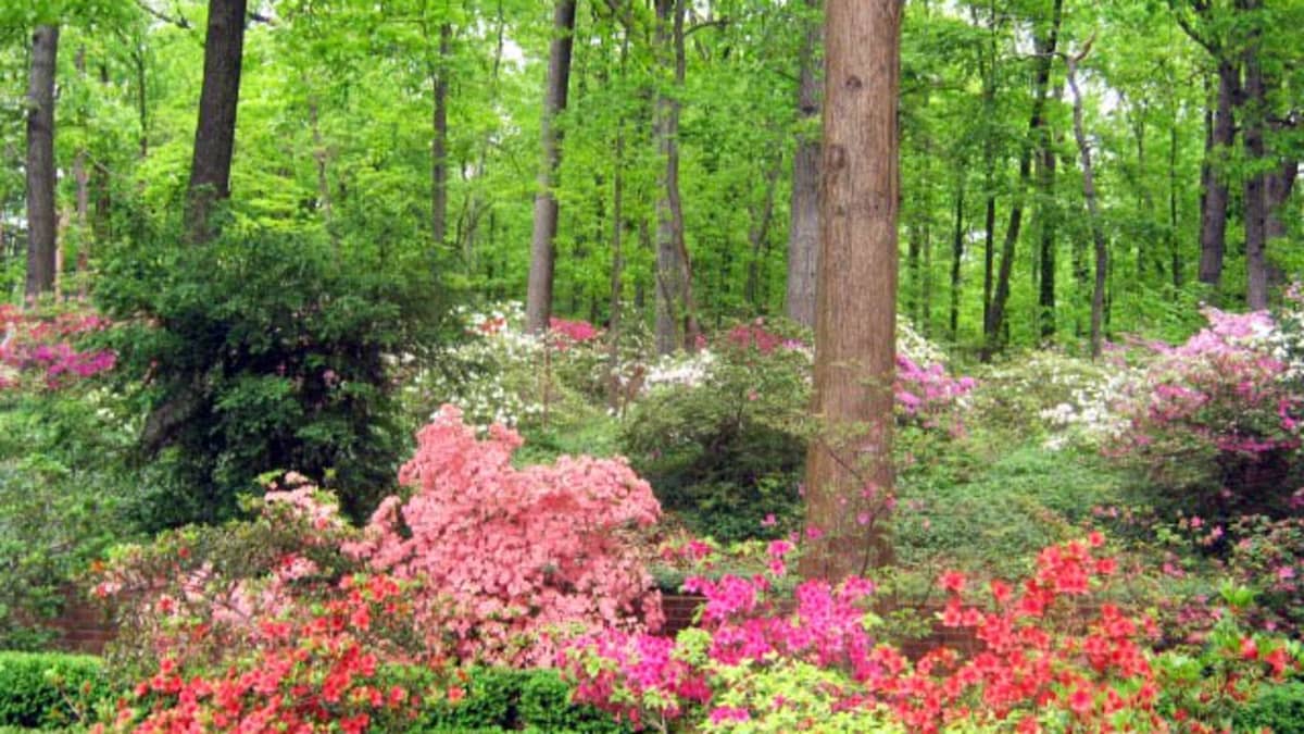 Shade-Loving Flowering Plants for a Woodland Garden - Dengarden