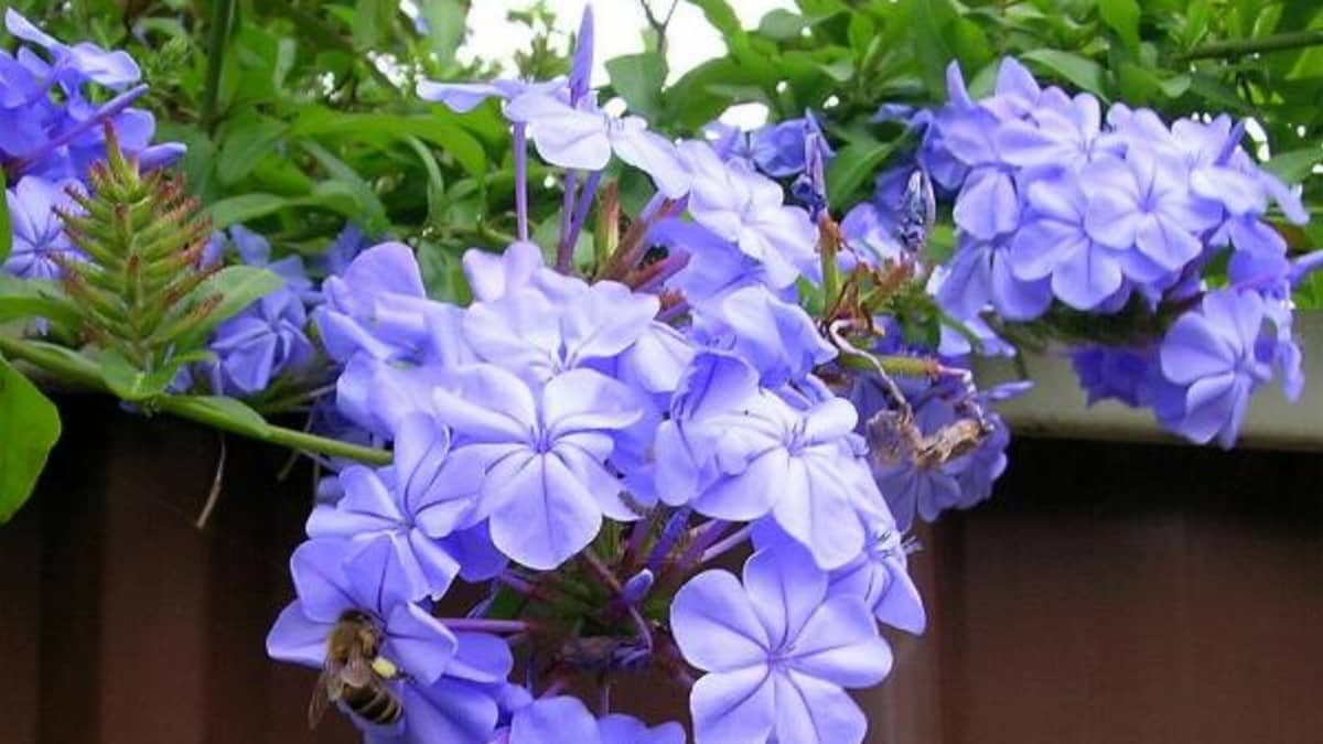 Details about   100 Pcs Plumbago Auriculata Seeds Blue Cape Exotic Perennial Flower Garden Decor 