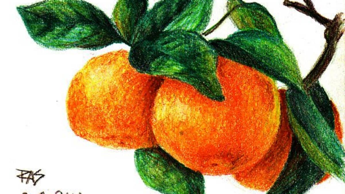 Realistic Drawing Of Orange Fruit How To Draw - GranNino