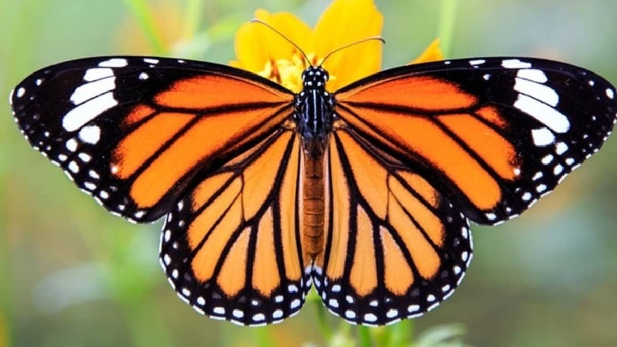 8 Most Beautiful Butterflies in the World! Stunning Natural ...