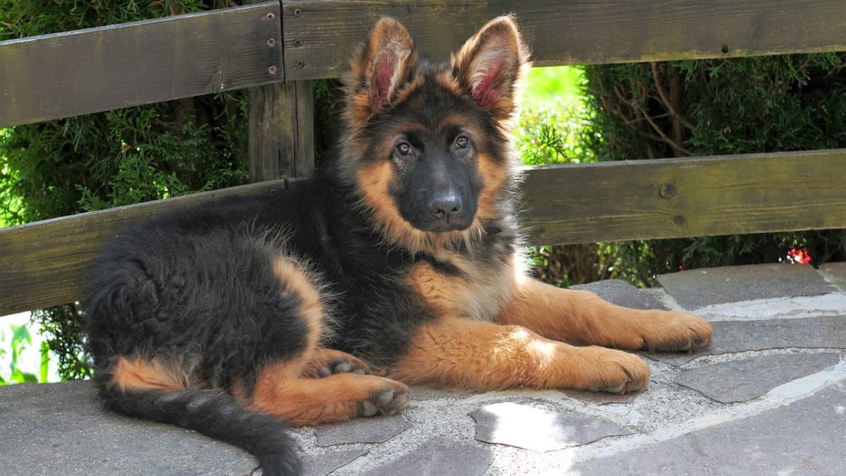 teething bones for german shepherd puppies