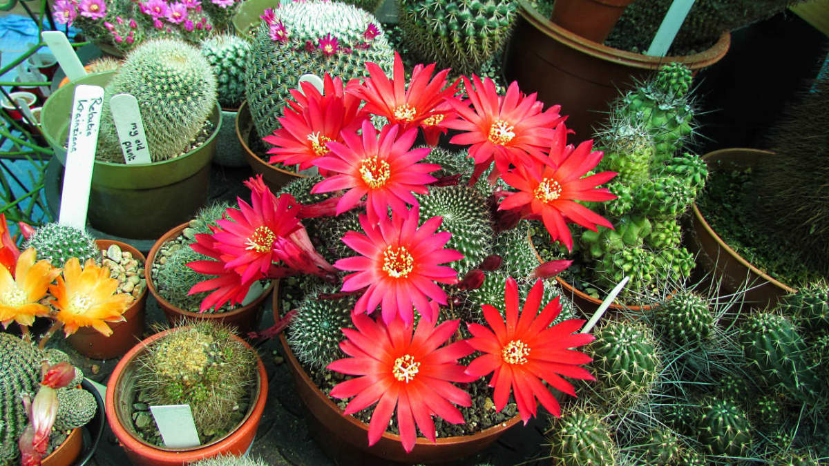 Can You Get Cacti to Flower All Year Round?