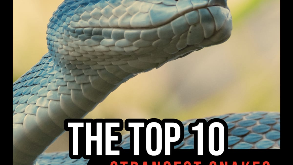 The Top 10 Strangest Snakes in the World - Owlcation