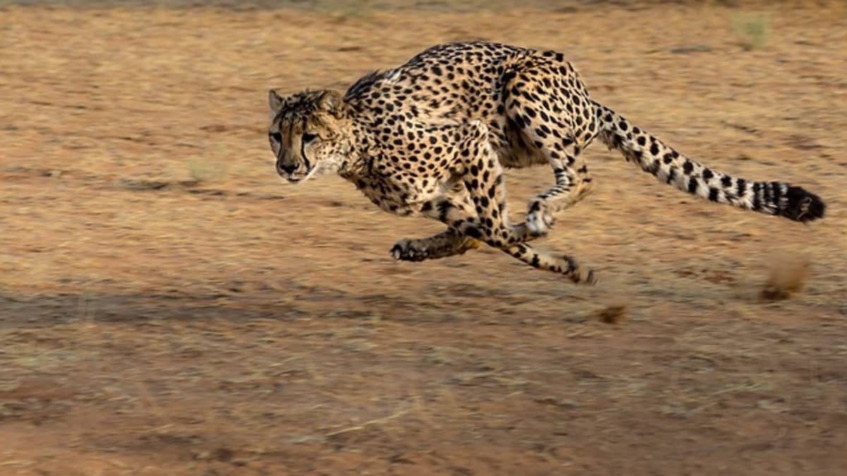 The Fastest Animal in the World - HubPages