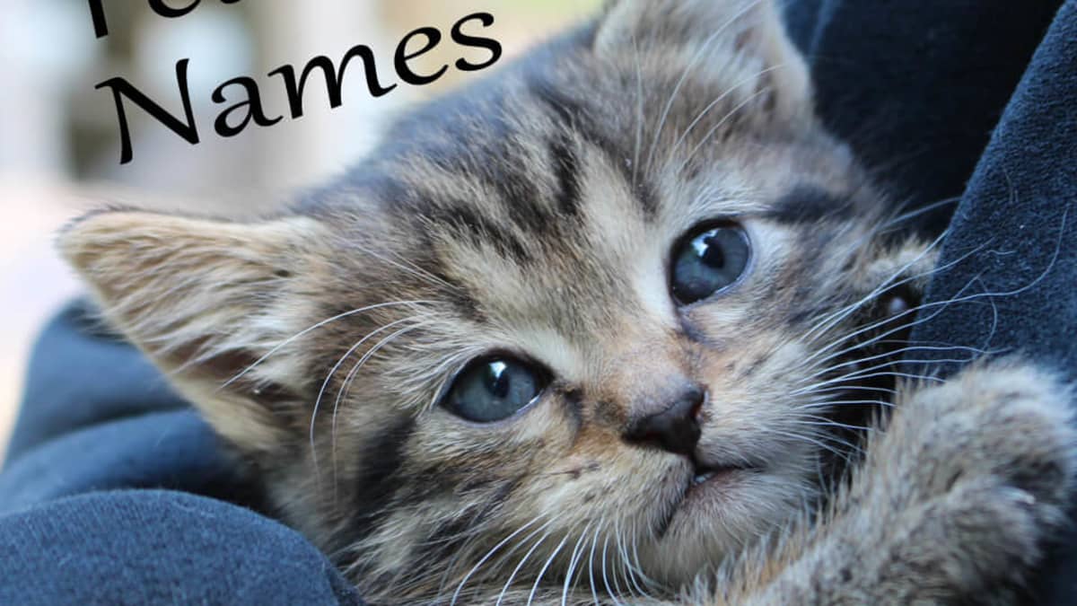 Cute Pet Names for Your New Animal Friend - PetHelpful