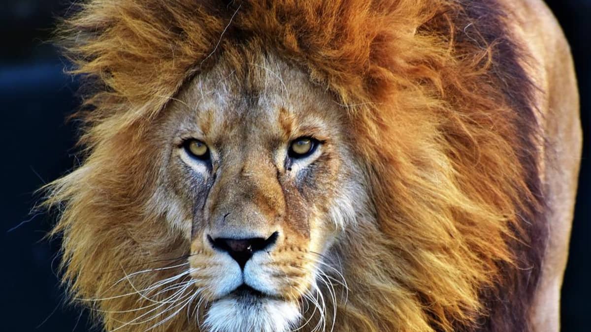 Why the lion is art's most powerful symbol - BBC Culture