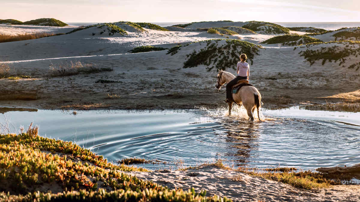 All About Horseback Riding (From Lessons to Leasing) - HubPages, image size:1200x675