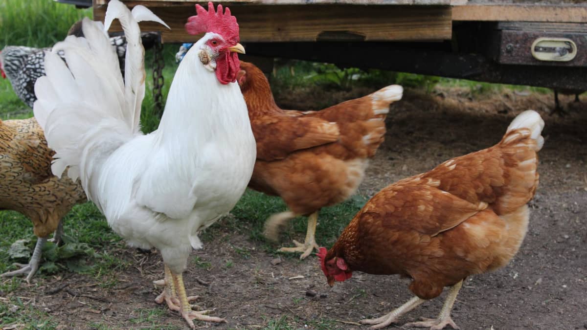 6 Reasons to Keep a Rooster in Your Yard - PetHelpful