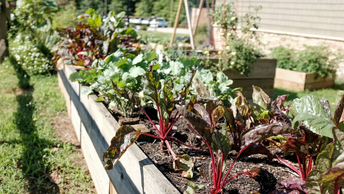 How to Plan a Raised Garden Bed - Dengarden