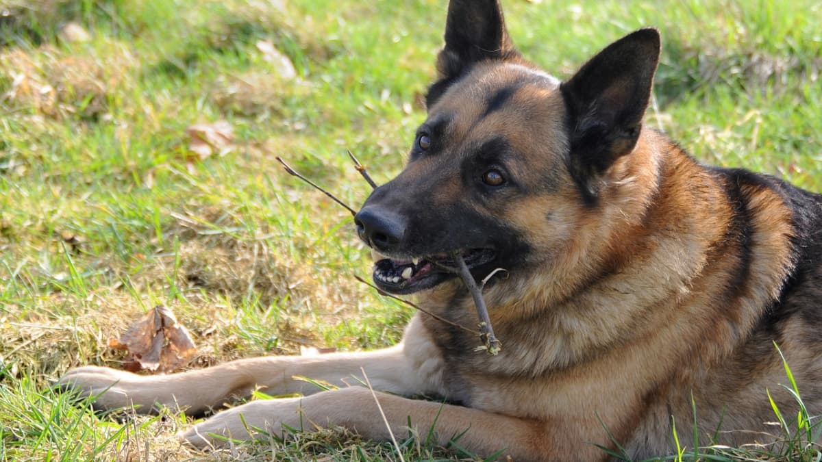 can german shepherds eat raw fish