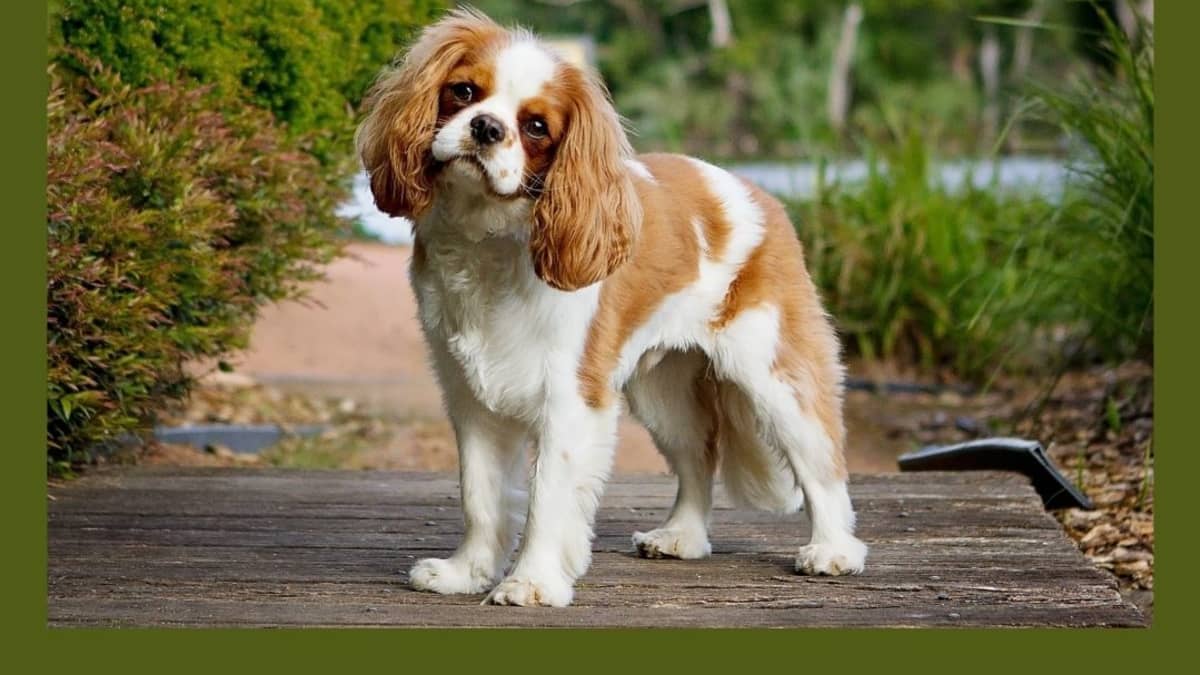 Top 5 Reasons to Own a Cavalier King Charles Spaniel - PetHelpful